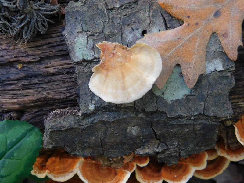 11 Fotogr.il 18.12.2021 sotto Leccio